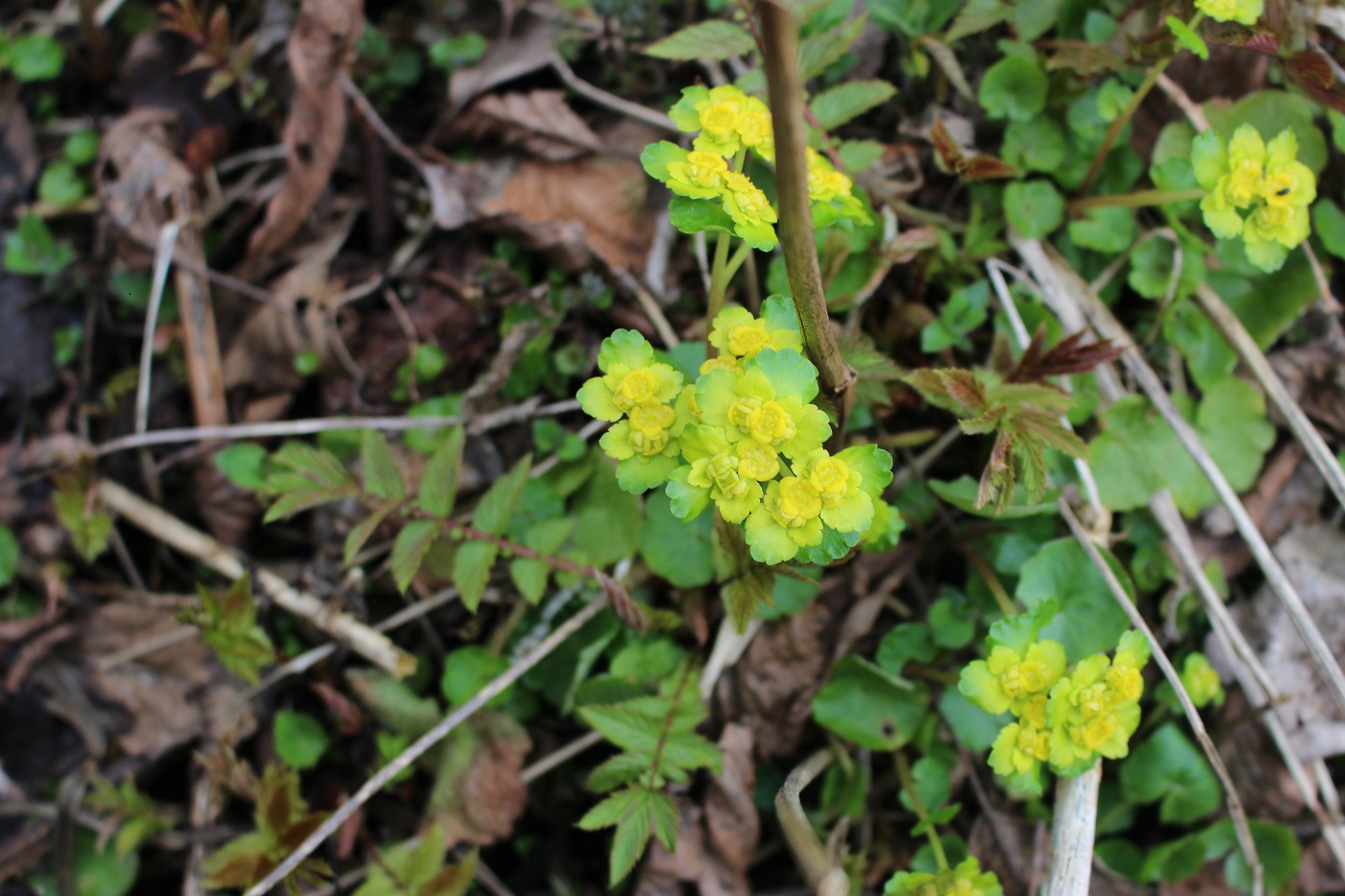 Image of Chrysosplenium alternifolium specimen.