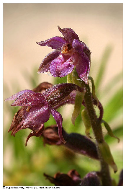 Image of Epipactis atrorubens specimen.