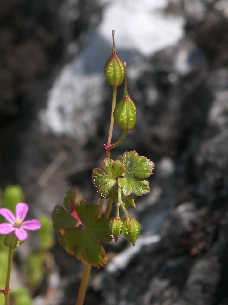 Image of Geranium lucidum specimen.