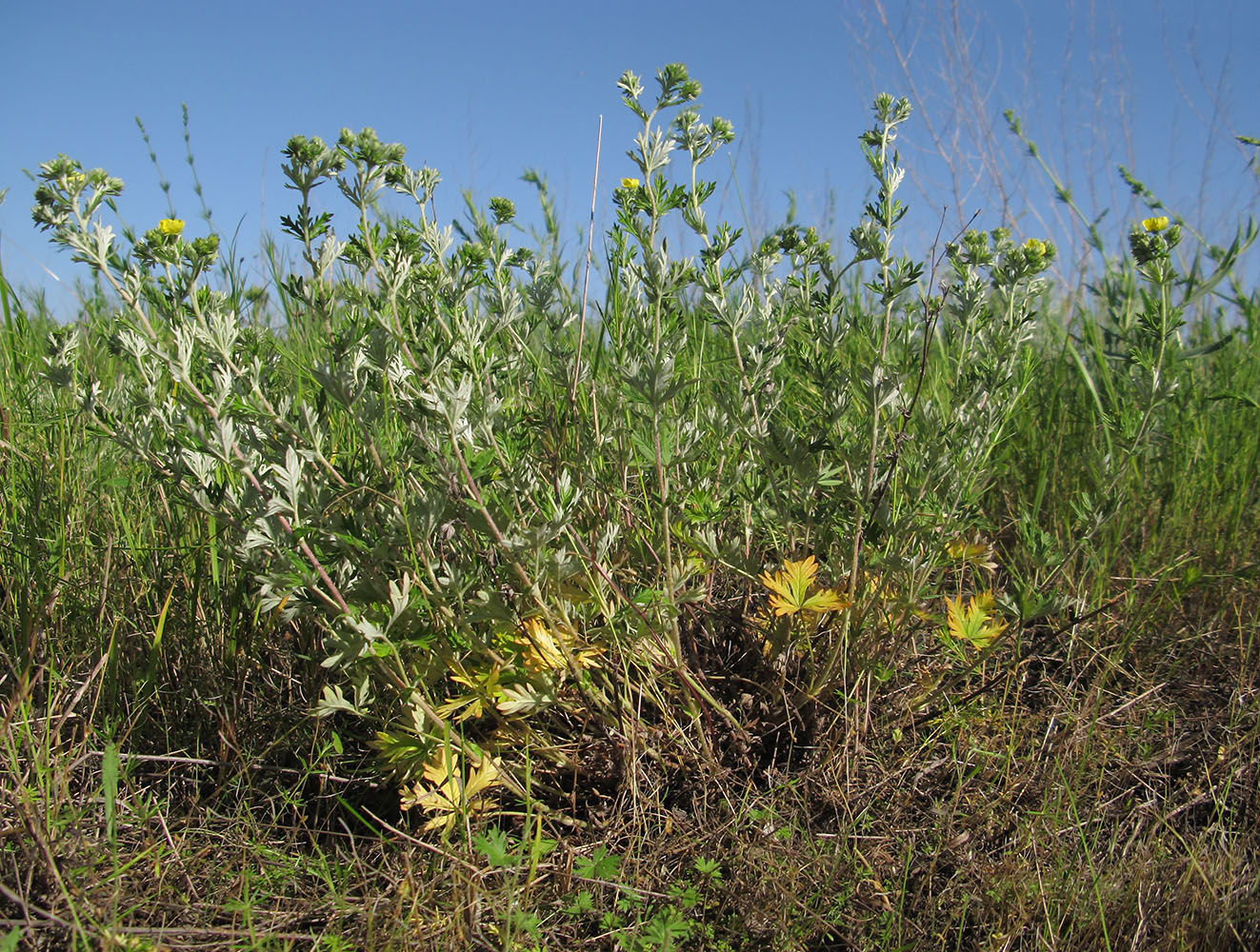 Image of Potentilla argentea specimen.