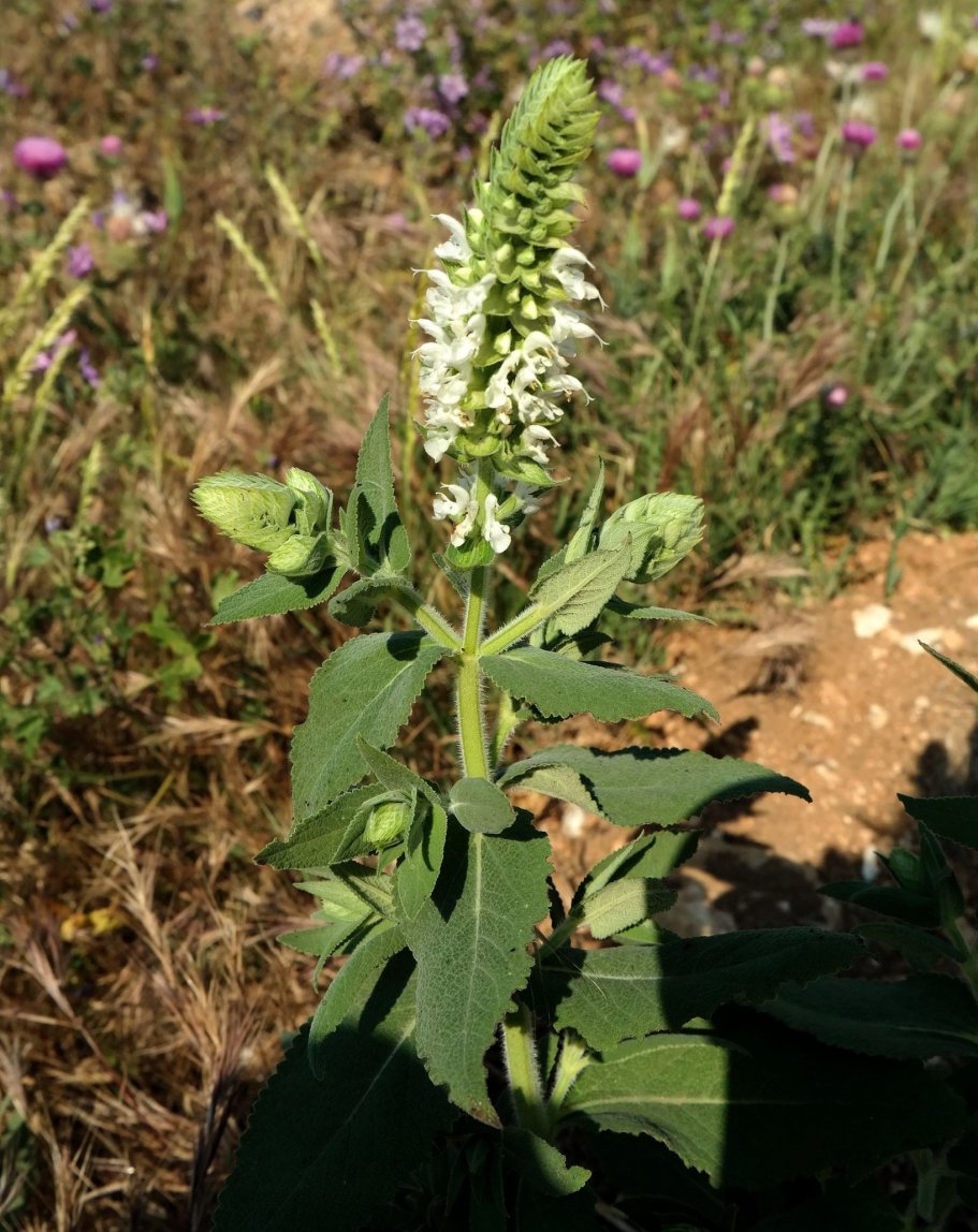 Image of Salvia tesquicola specimen.