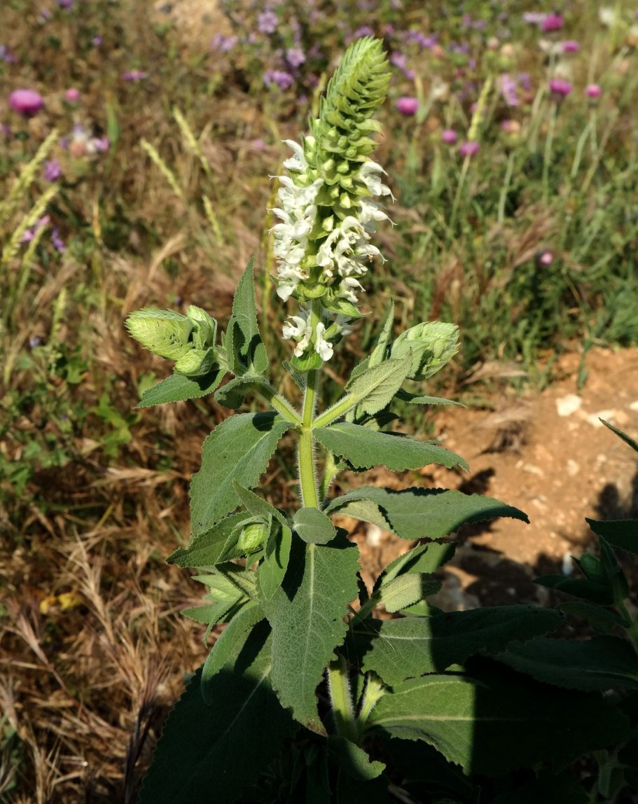 Изображение особи Salvia tesquicola.