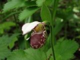 Cypripedium guttatum