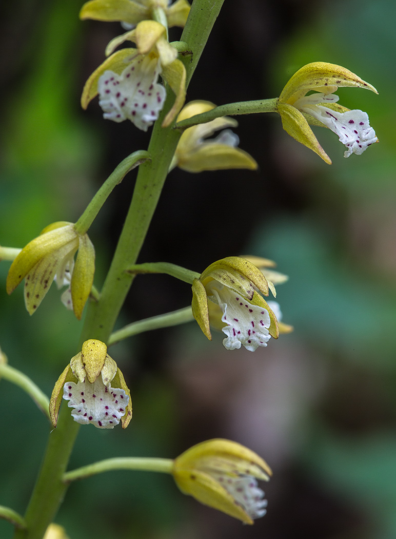 Изображение особи Oreorchis patens.