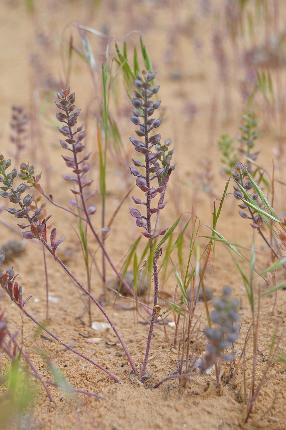 Изображение особи Alyssum turkestanicum var. desertorum.