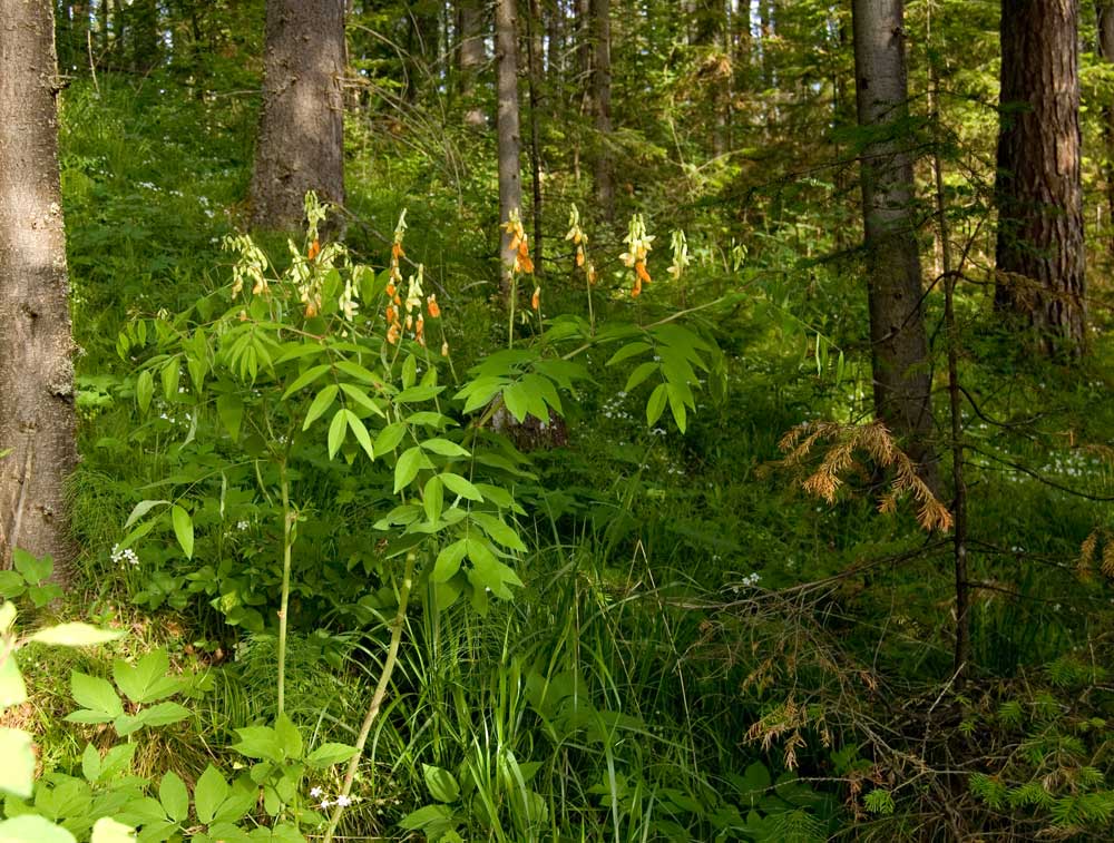 Image of Lathyrus gmelinii specimen.