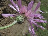 Psephellus salviifolius