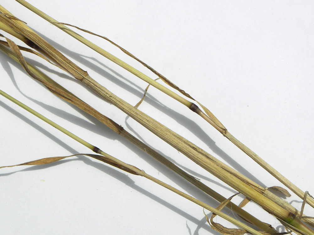 Image of Apera spica-venti specimen.