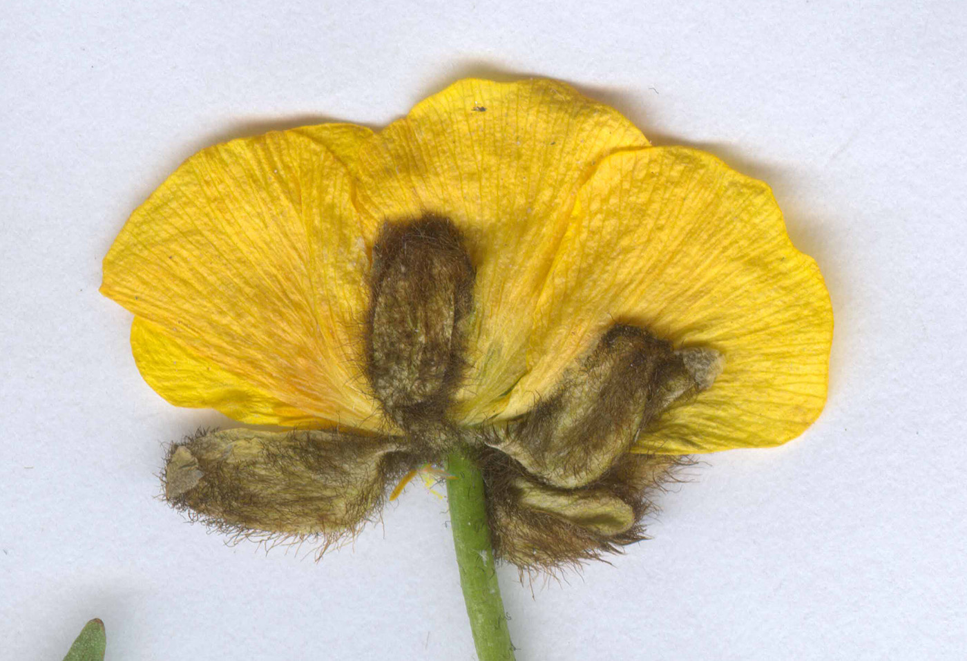 Image of Ranunculus rufosepalus specimen.