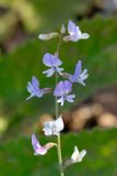 Astragalus austriacus. Соцветие. Татарстан, Новошешминский р-н, остепненный луг на увале в окр. села Татарское Утяшкино. 4 июля 2016 г.