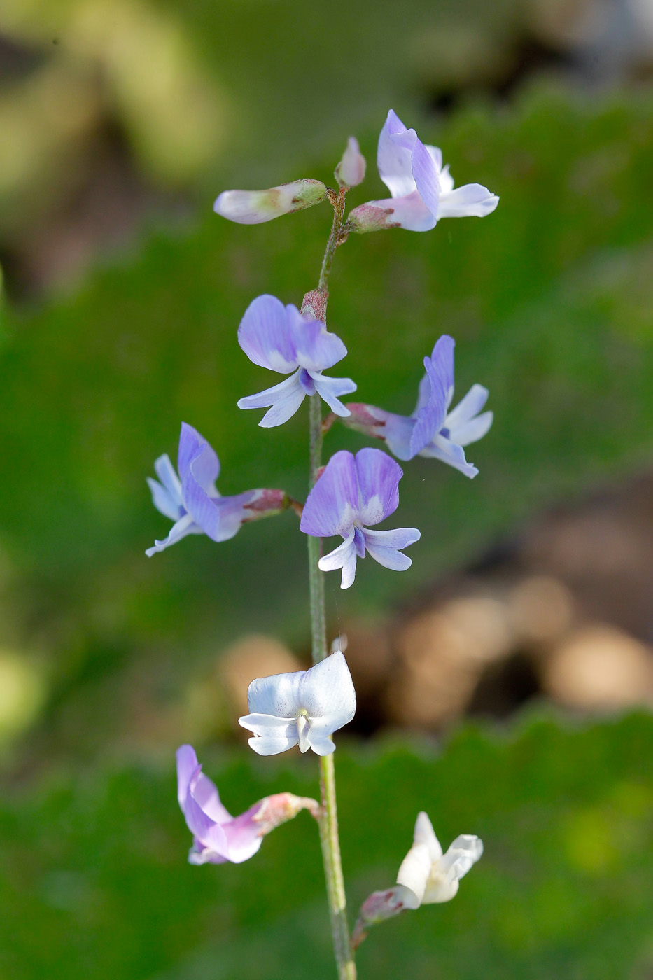 Image of Astragalus austriacus specimen.