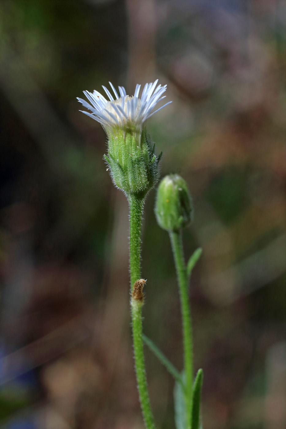 Изображение особи род Erigeron.