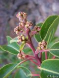 Arbutus andrachne