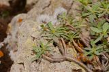 Euphorbia balsamifera