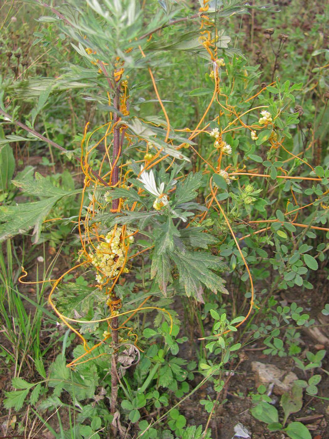 Image of Cuscuta campestris specimen.