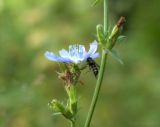 Cichorium intybus