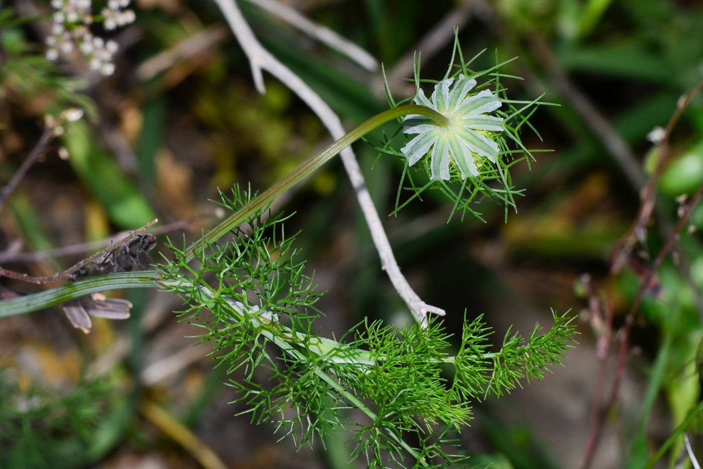 Image of Artedia squamata specimen.