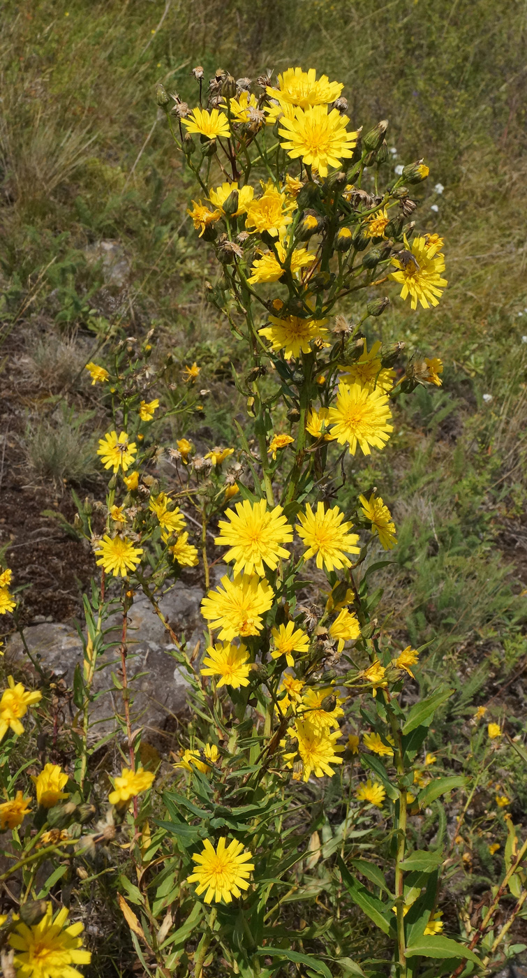 Изображение особи Hieracium robustum.