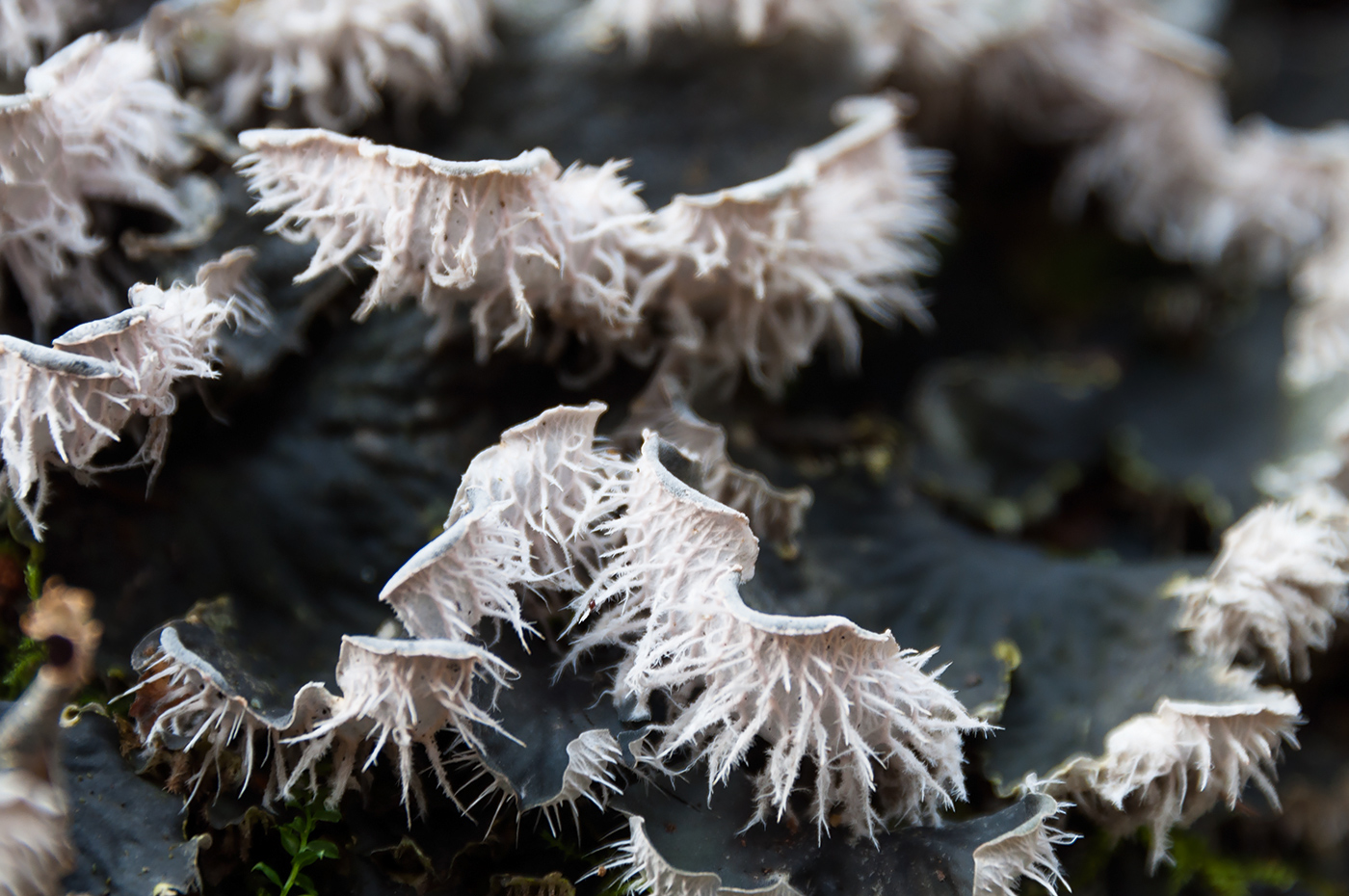 Image of Peltigera membranacea specimen.