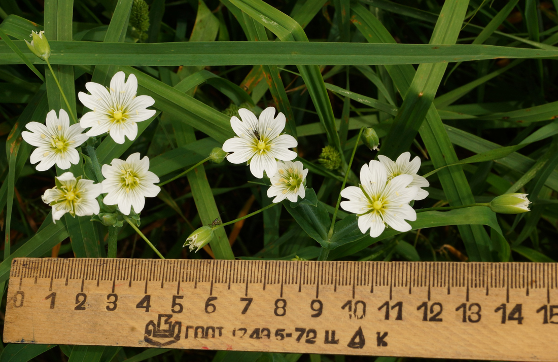 Image of Cerastium davuricum specimen.