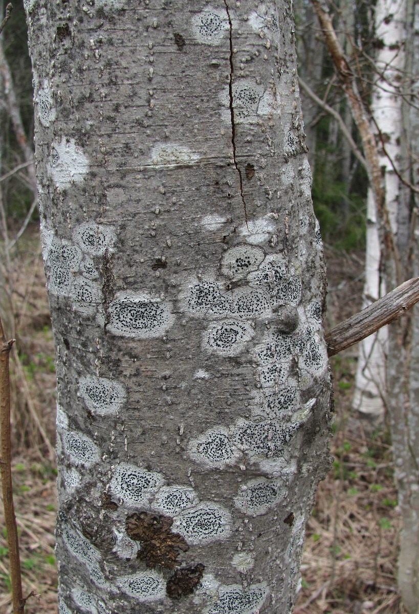 Image of familia Lecideaceae specimen.