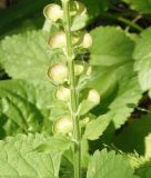 Scutellaria altissima. Часть соплодия. Украина, Сумская обл., г. Тростянец, Парк-памятник садово-паркового искусства \"Нескучное\", лес, возле пруда. 11.06.2015.
