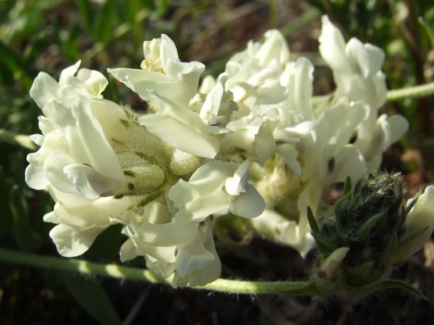 Image of Oxytropis evenorum specimen.
