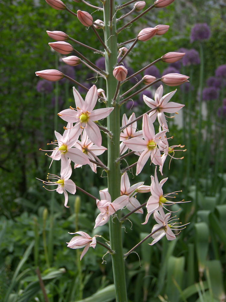 Изображение особи Eremurus aitchisonii.