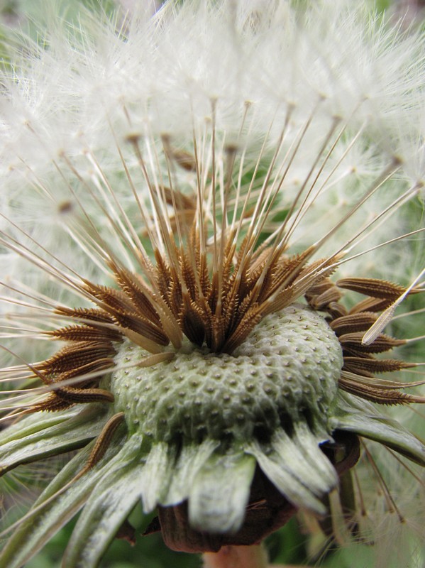 Image of genus Taraxacum specimen.