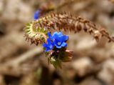 Anchusa gmelinii. Верхушка соцветия с цветками и завязавшимися плодами. Украина, Запорожская обл., Черниговский р-н, Стульневский гранитный карьер. 31.07.2016.