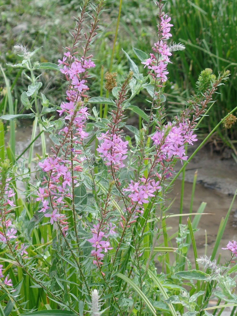 Image of Lythrum virgatum specimen.