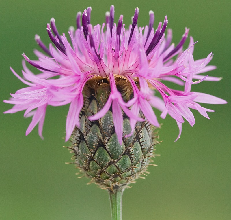 Image of Centaurea apiculata specimen.