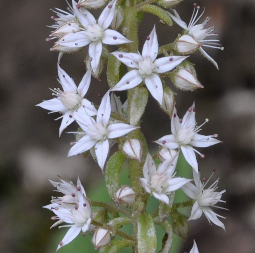 Изображение особи Sedum cepaea.