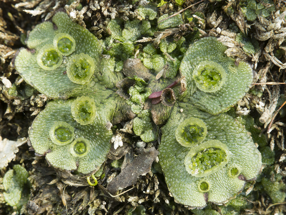 Image of Marchantia polymorpha specimen.