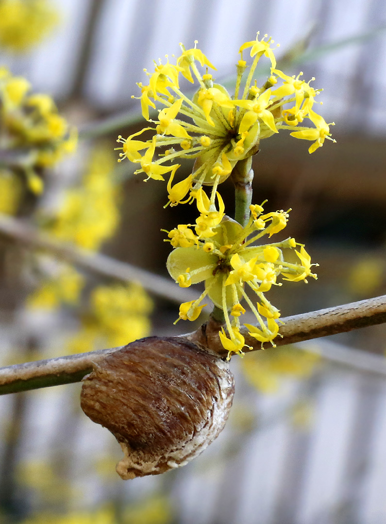 Image of Cornus mas specimen.