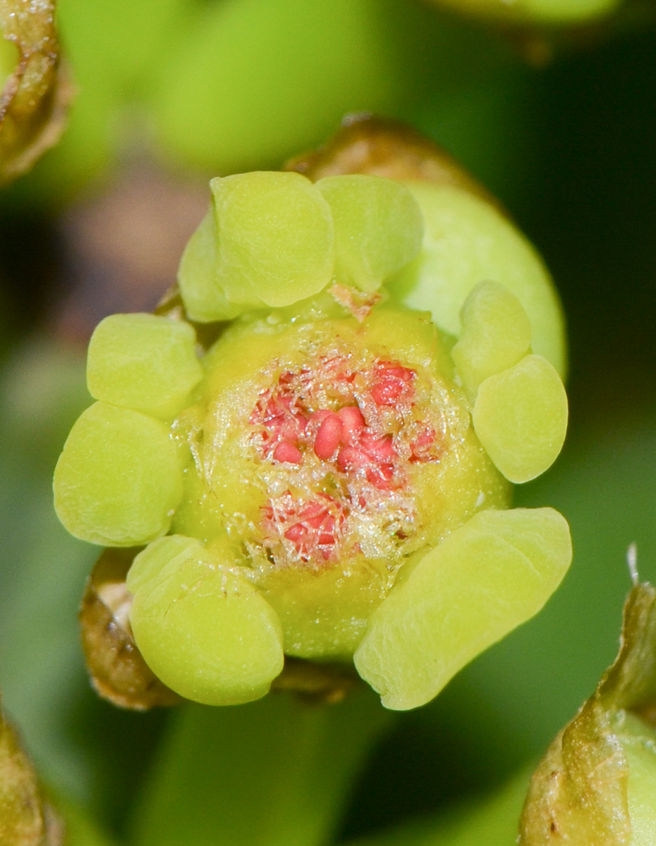 Изображение особи Euphorbia ingens.