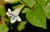 Asystasia gangetica