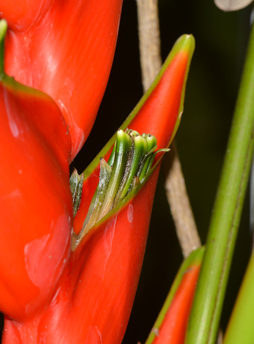 Изображение особи Heliconia stricta.