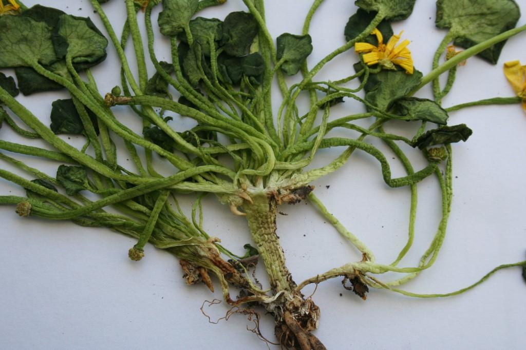 Изображение особи Ficaria calthifolia.