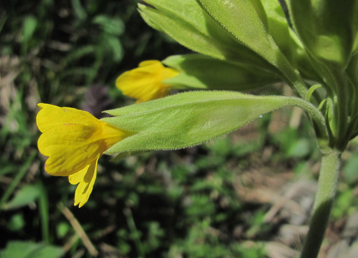 Image of Primula macrocalyx specimen.