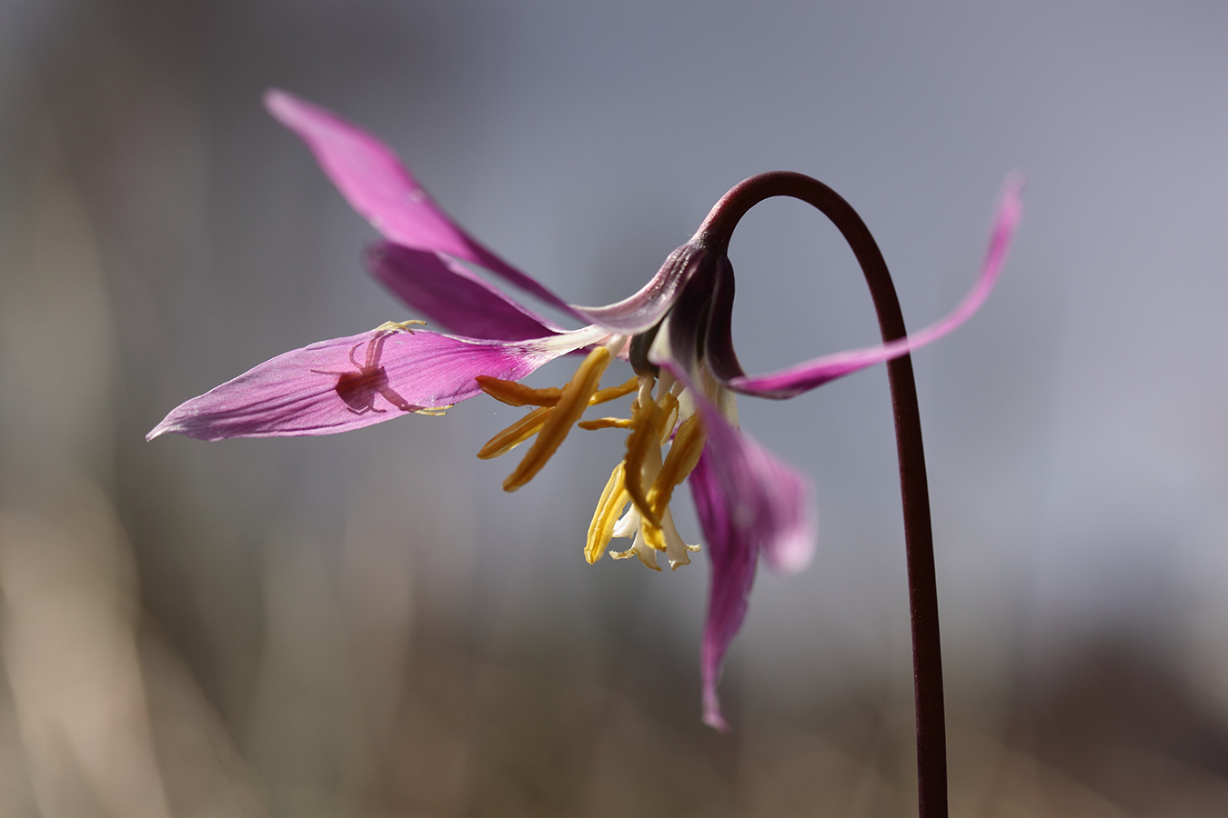 Image of Erythronium sibiricum specimen.