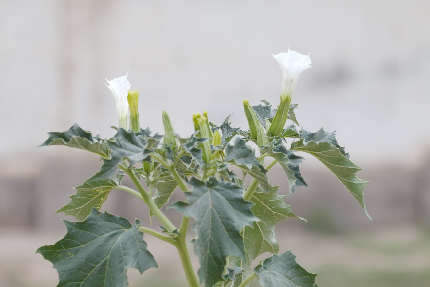 Изображение особи Datura stramonium.