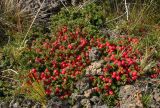 Empetrum rubrum. Плодоносящее растение. Чили, пров. Магальянес, нац. парк Pali Aike, верещатник по каменистым выходам. 16.03.2014.