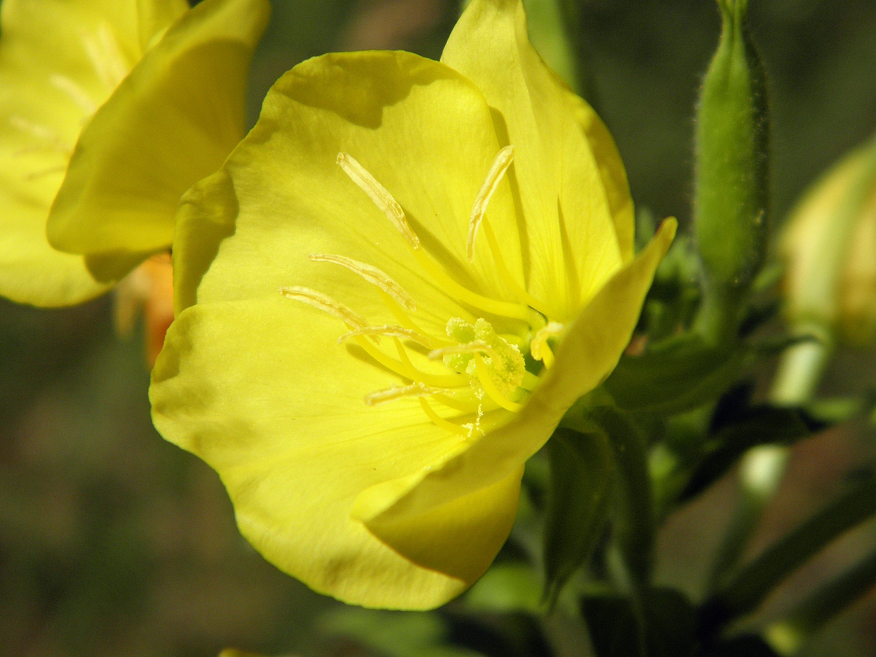 Изображение особи род Oenothera.