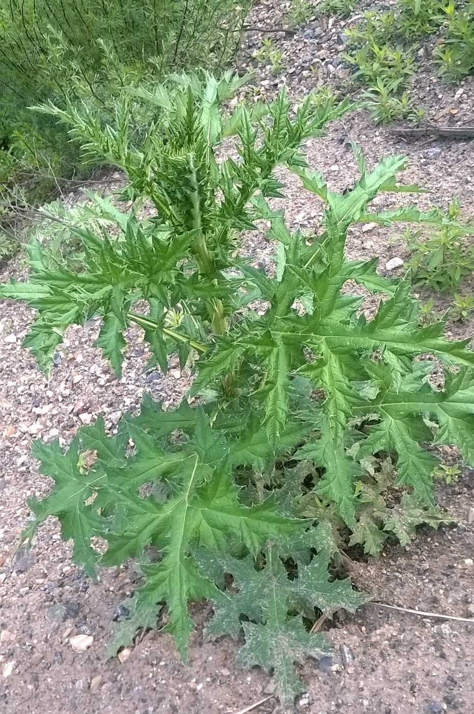 Image of Echinops sphaerocephalus specimen.