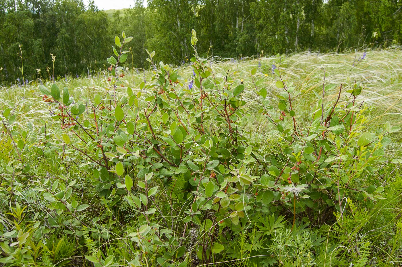 Изображение особи Cotoneaster melanocarpus.