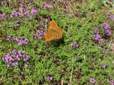 Thymus serpyllum