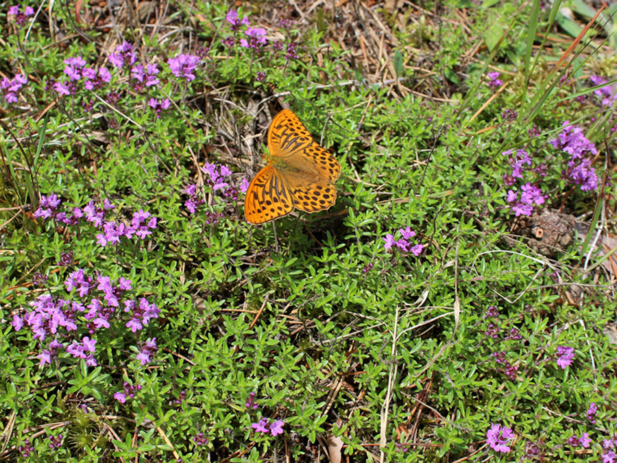 Image of Thymus serpyllum specimen.