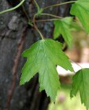 Acer saccharinum