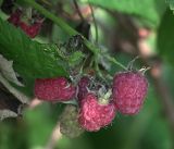 Rubus idaeus